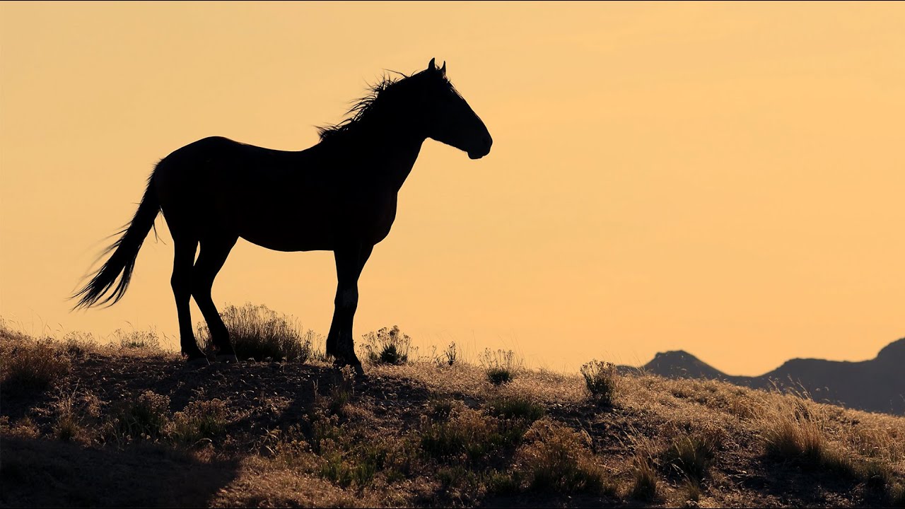Wild Ones in the Great Basin Desert