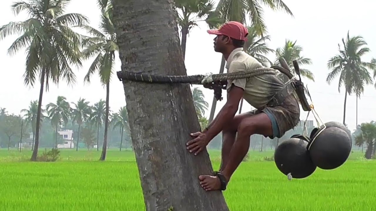 Taadi - Toddy palm sap juice | Asian palmyra palm wine | Taati kallu