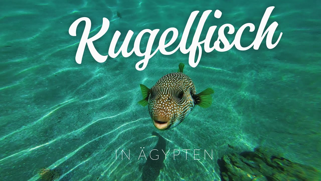 Weißflecken Kugelfisch und die Unterwasser Welt vom Roten Meer 🐠 Makadi Bay - Hurghada - Ägypten
