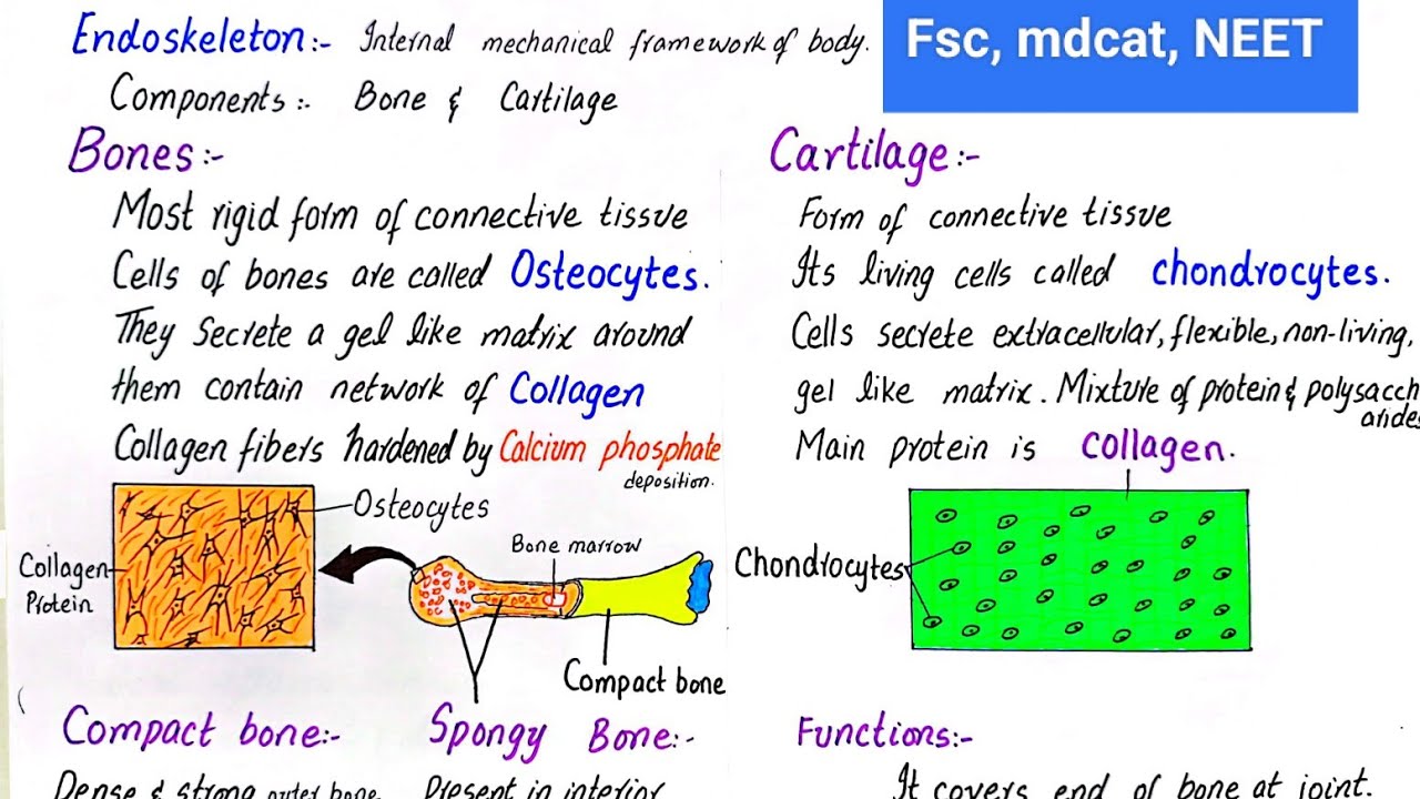 Endoskeleton | bone and cartilage | class 12