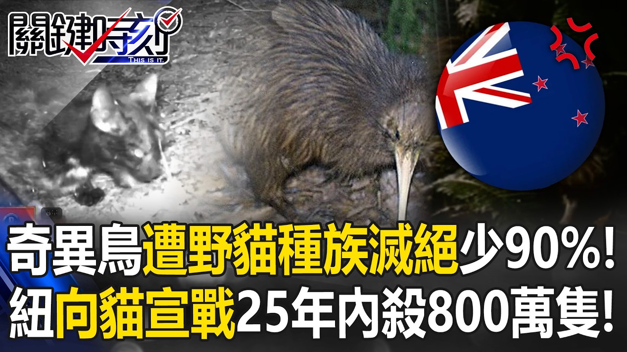 奇異鳥遭大量野貓「種族滅絕」少90%！ 紐西蘭「向貓宣戰」25年內殺800萬隻！【關鍵時刻】20260211-6 張炤和 黃敬平 [ENG SUB]