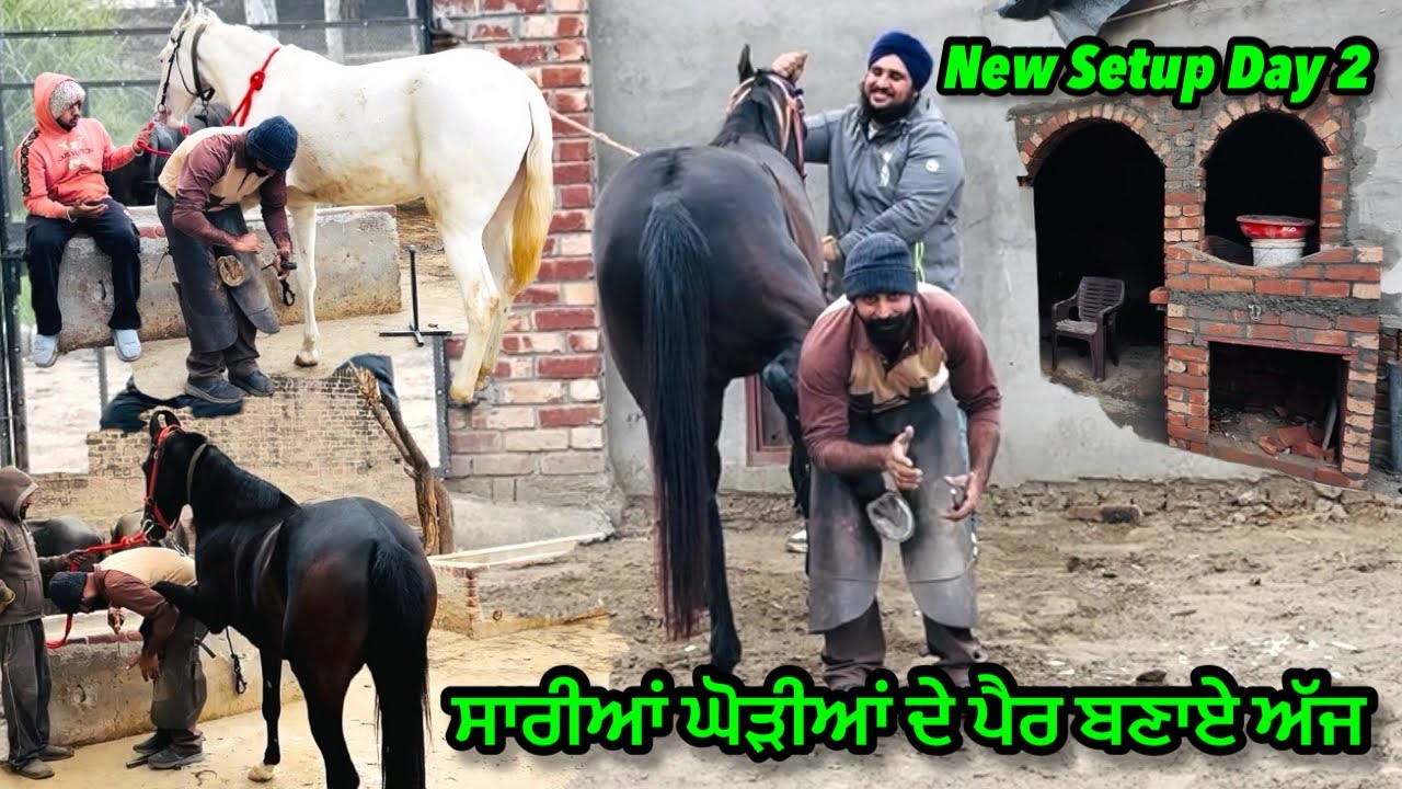 ਸਾਰੀਆਂ ਘੋੜੀਆਂ ਦੇ ਪੈਰ ਬਣਾਏ ਅੱਜ ॥New Setup Day 2॥#trending #horse #viral #pigeon #like #trend 