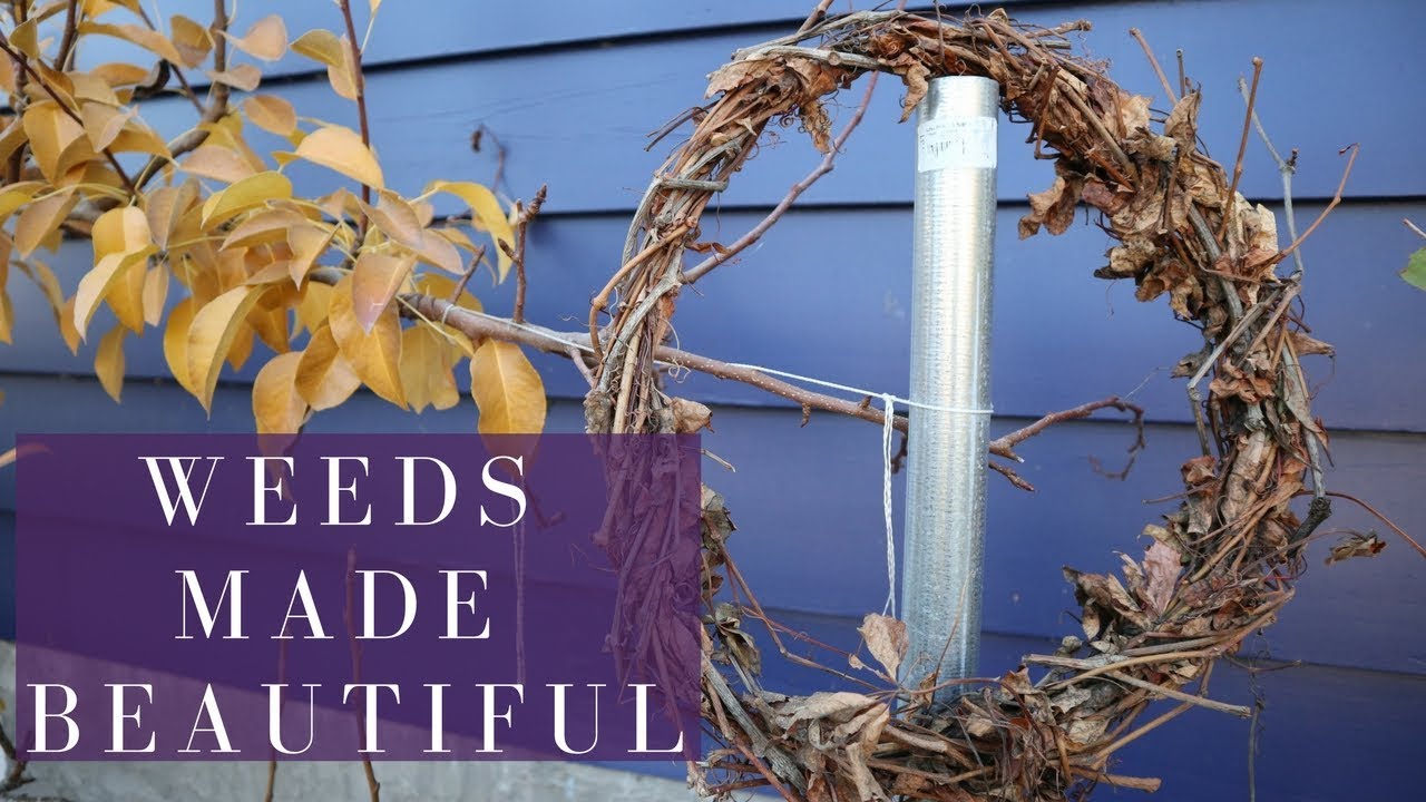 WEEDS TO WREATH: making Virginia Creeper vines into decor