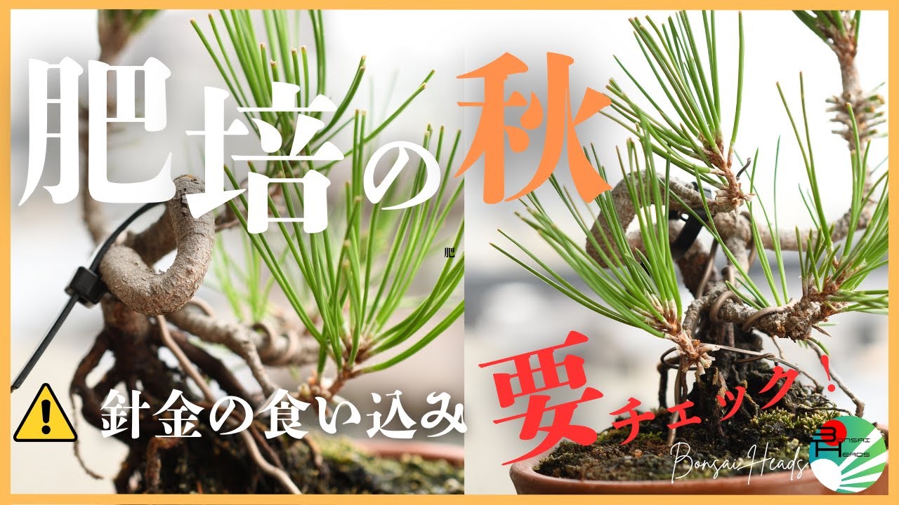 肥培の秋の針金チェック｜食い込む前に確認を！Autumn Check | Prevent Wire Marks Before It’s Too Late!