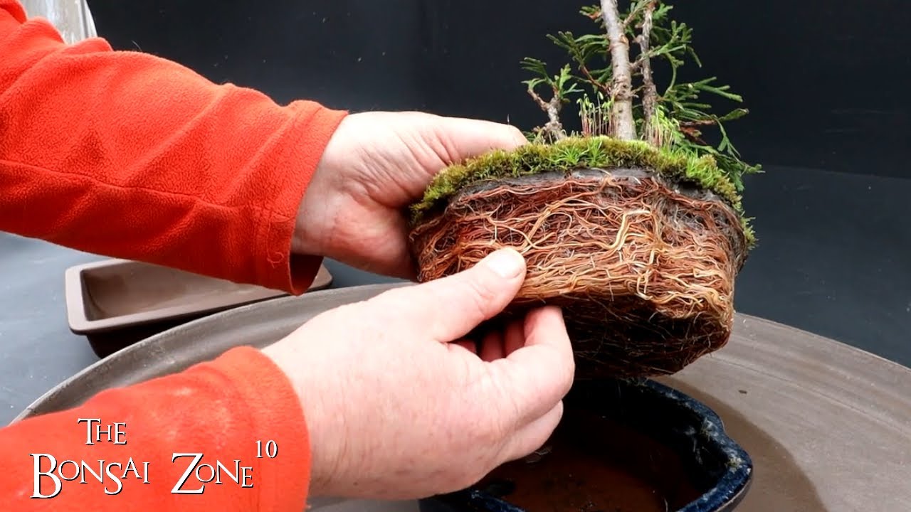 A New Pot for My Thuja, The Bonsai Zone, March 2023