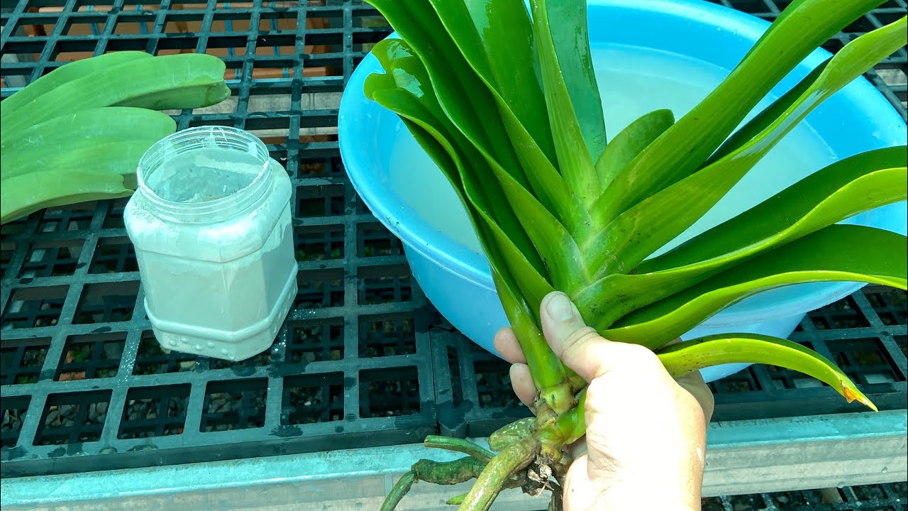 Cách Xử Lý Lan Đai Châu Mới Mua Về Cực Kì Đơn Giản Hiệu Quả Ai Cũng Làm Được