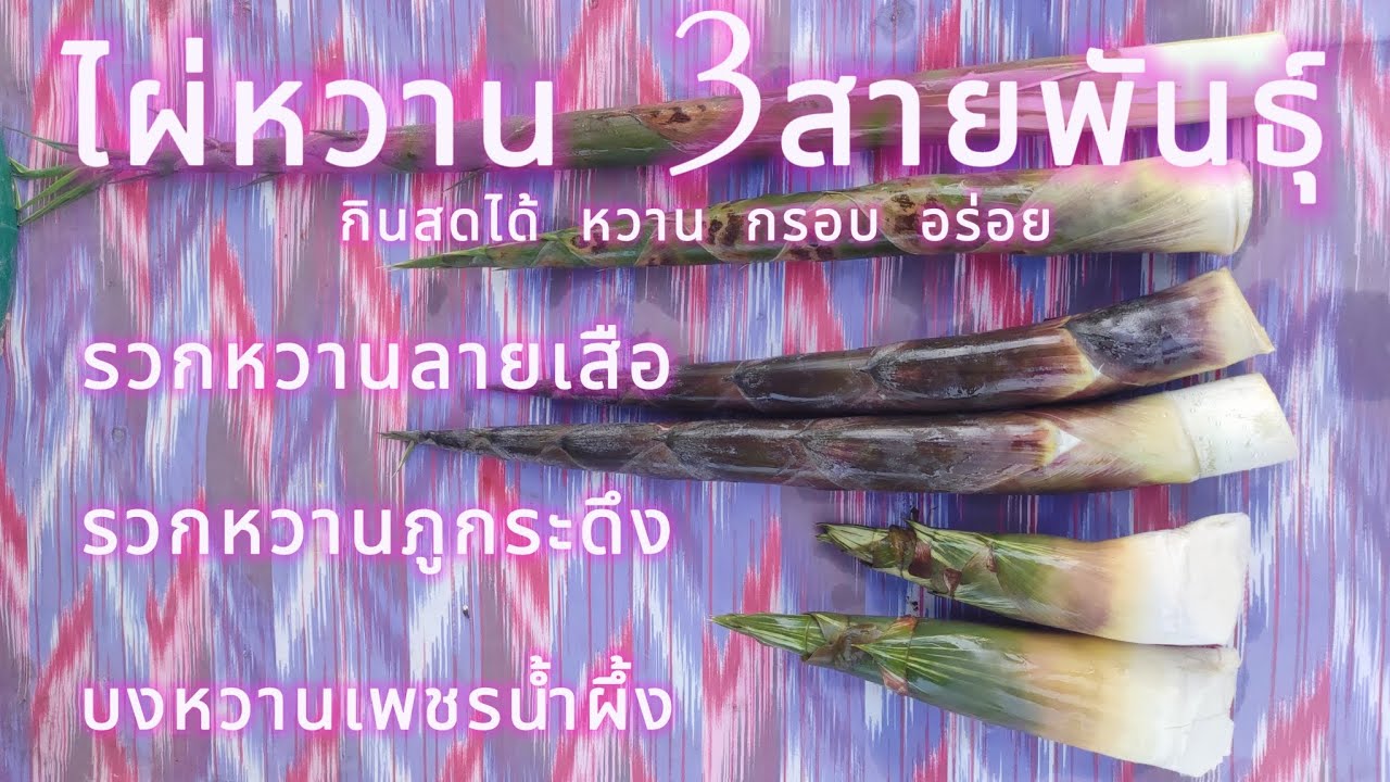 ไผ่หวาน3สายพันธุ์ #ไผ่หวานกินสด ไผ่รวกหวานลายเสือ ไผ่รวกหวานภูกระดึง ไผ่บงหวานเพชรน้ำผึ้ง