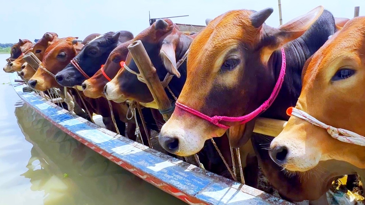 cow unloading, cow videos, cow video, animal, big cow, goru hamba cow, Ep-132