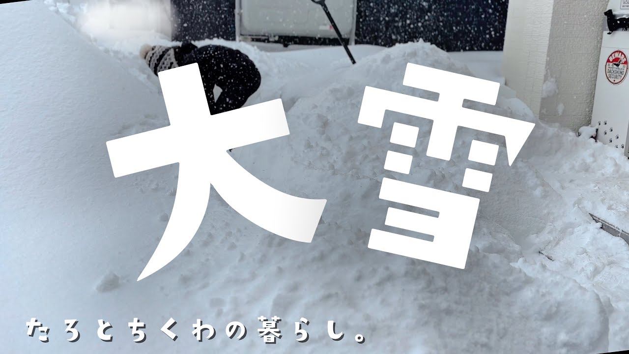 #94 1日中降り続く雪に犬の反応は【ミニチュアダックス】