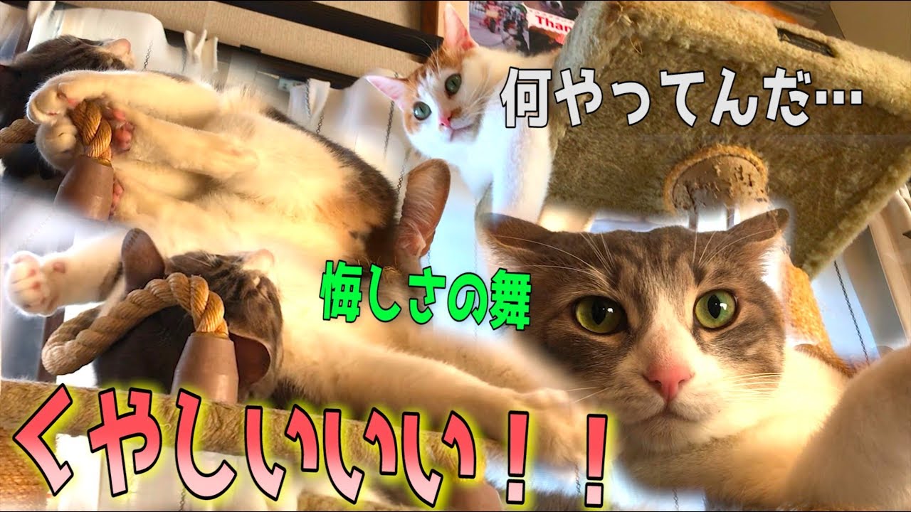 喧嘩に勝てなくて悔しがる猫が可愛すぎるwww