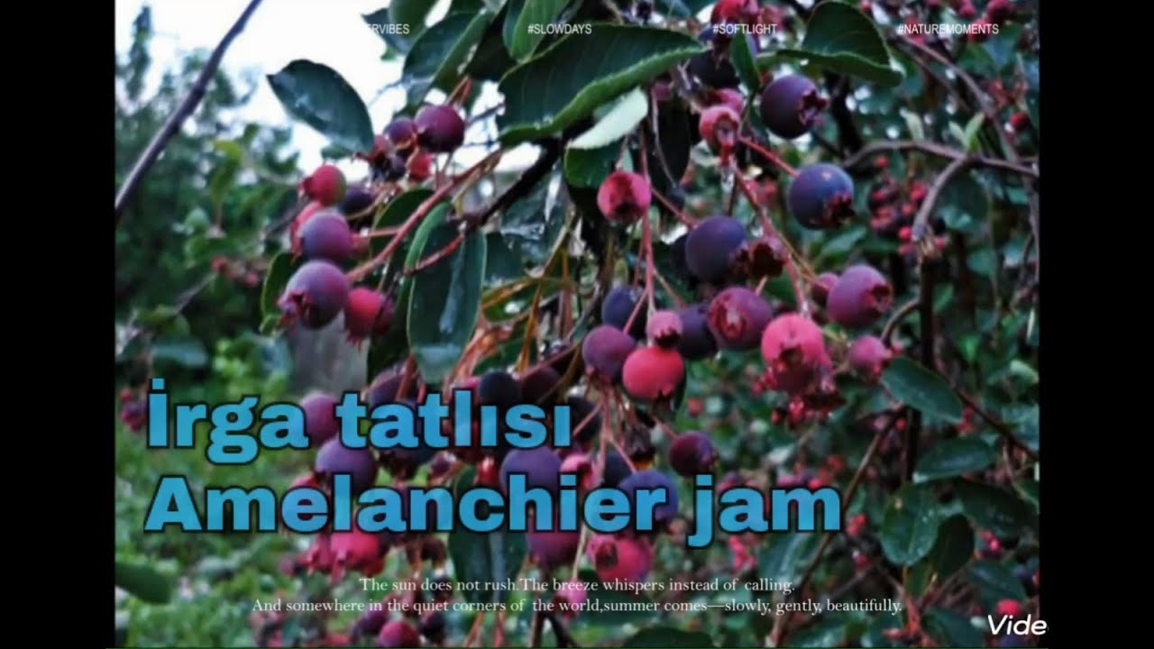 İrga tatlısı - Amelanchier jam. Halal.