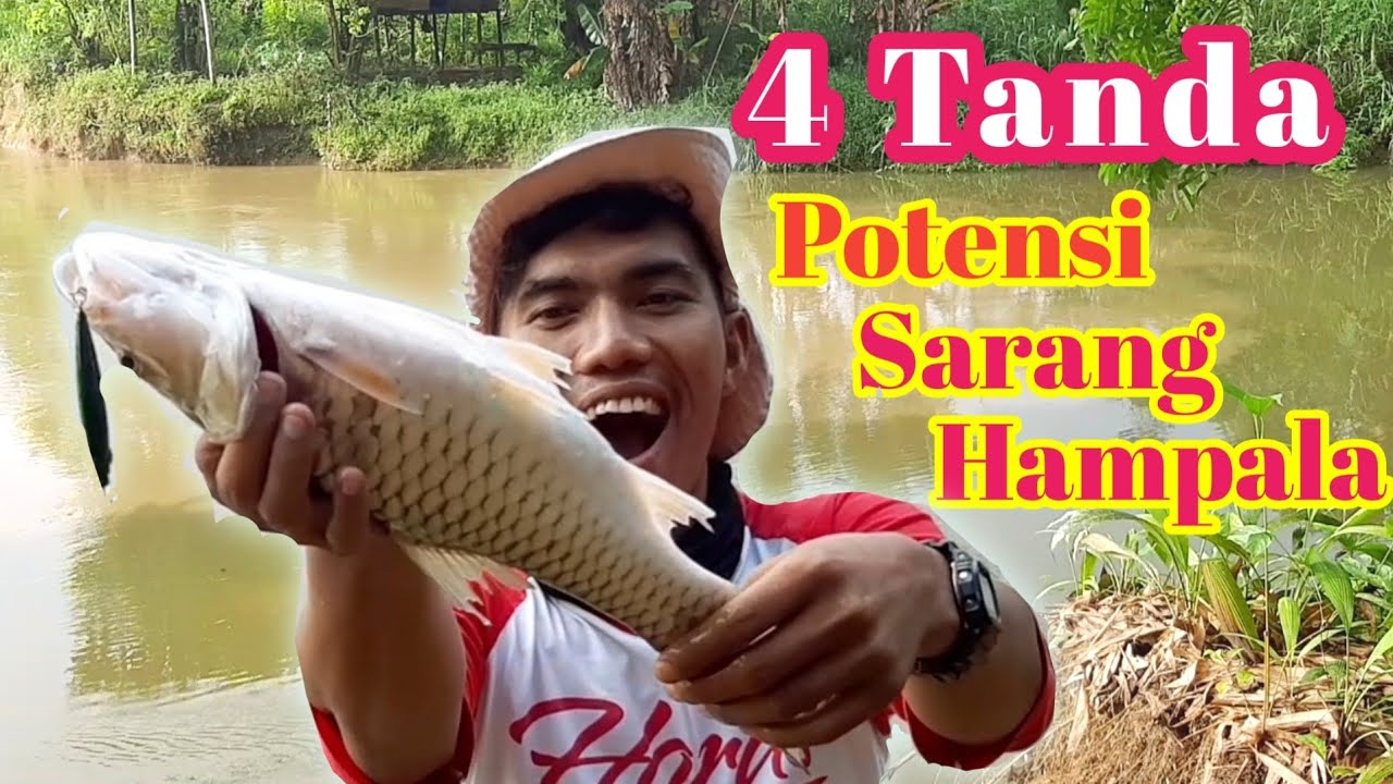 Cara Mancing Ikan Hampala (ikan sebarau) di Sungai. Youtuber Mancing Pemula Banyak yang Belum Tau