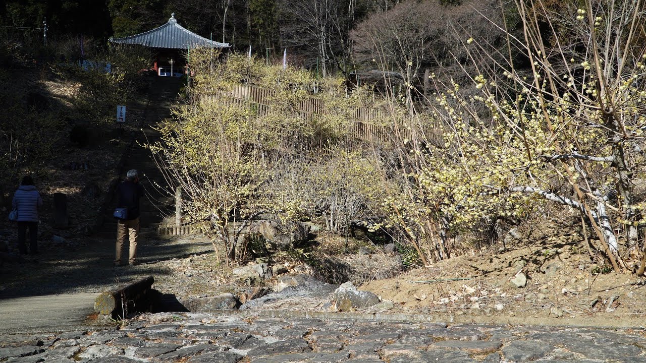 金滝山清水寺に咲く蝋梅と水仙