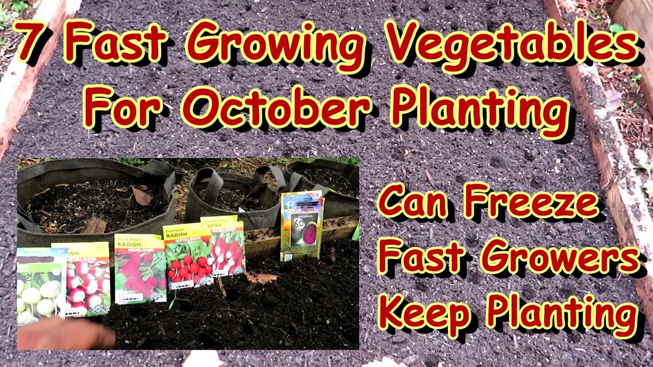 Vegetables You Can Plant in October and November: Fast growing, Frost Tolerant & Cold Loving