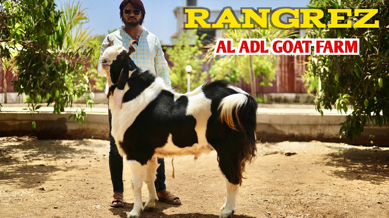 Al Adl Goat Farm Ki Shaan RANGREZ Beautiful Kota Goat