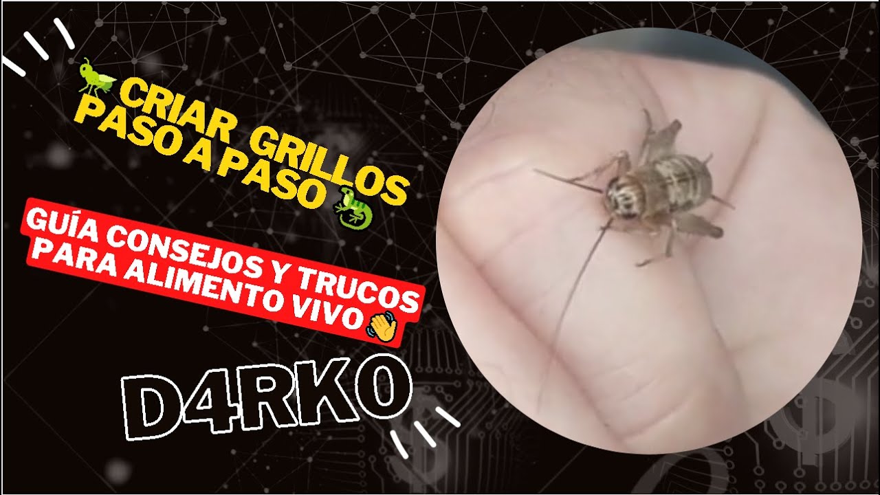 🦗🎥 GUÍA TUTORIAL: Cómo Criar GRILLOS en Casa 🏡🌱