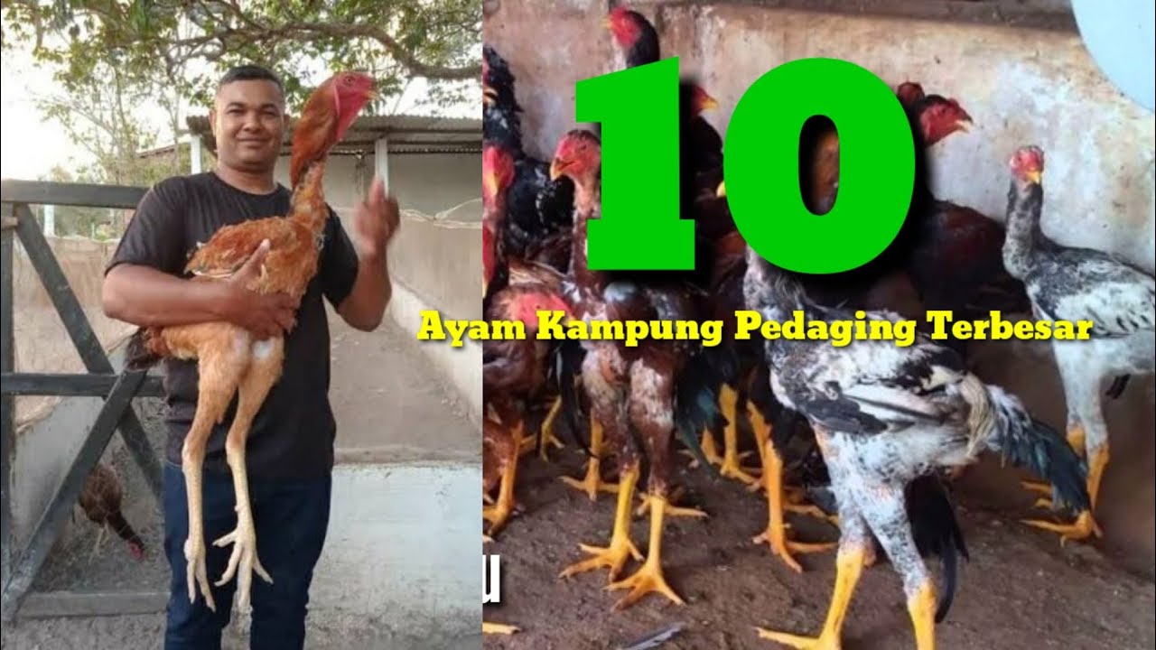 10 Jenis Ayam Kampung Pedaging Cepat Panen