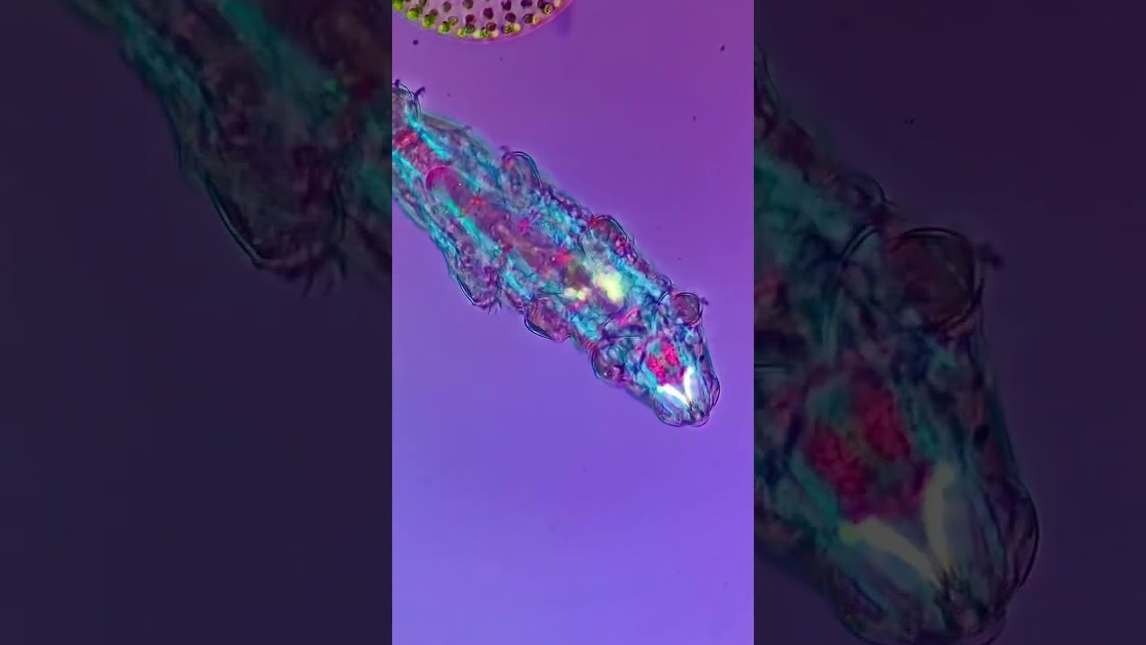 I found a shiny Pok&eacute;mon! #microscope #science #shorts #animals