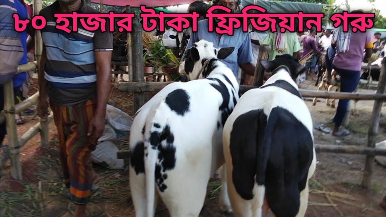 80 হাজার টাকা ফ্রিজিয়ান ষাঁড় গরু ।
