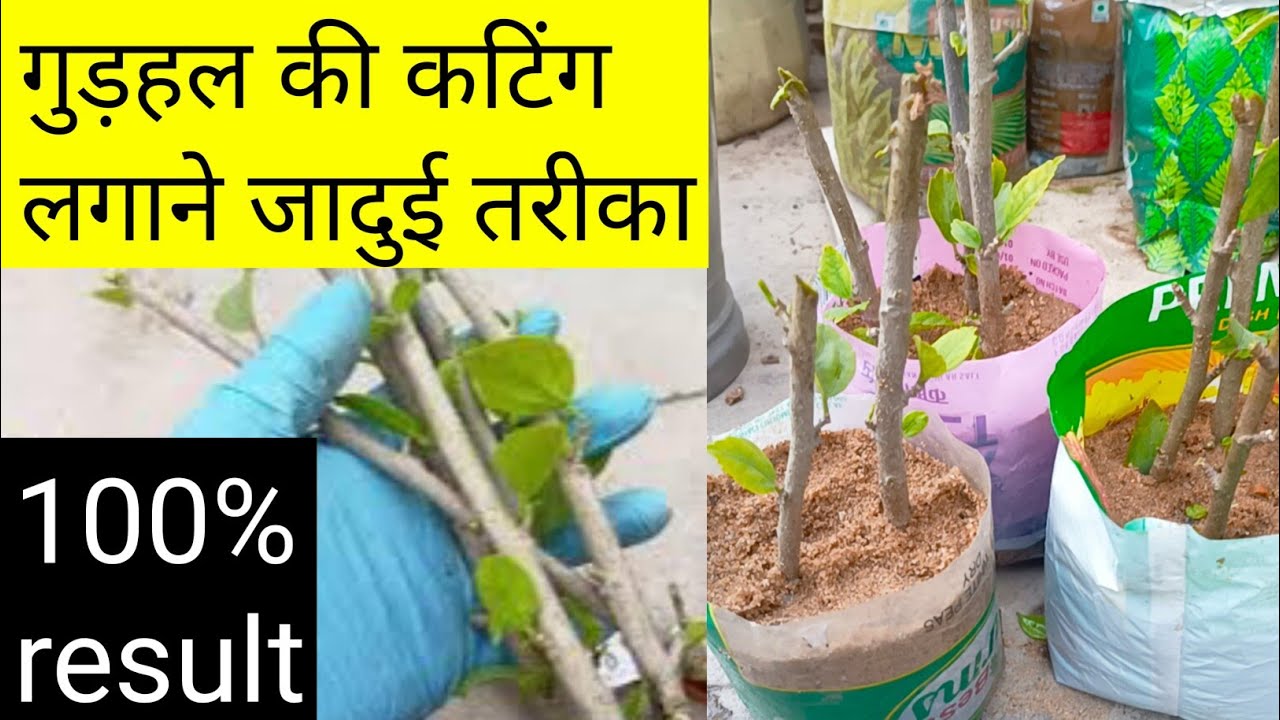 गुड़हल का पौधा कटिंग से कैसे तैयार करें/ गुड़हल के पौधे फ्री में बनाएं/ Grow hibiscus from cutting