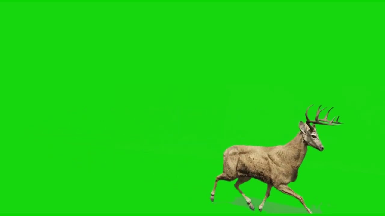 Deer Green Screen | Green Screen Deer | Green BackGround Screen (No Copyright)
