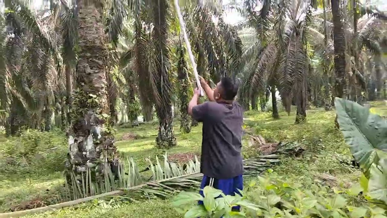 Manen tandan berduri Pokoknya tinggi. #like #subscribe @PetaniSawitLangkat 