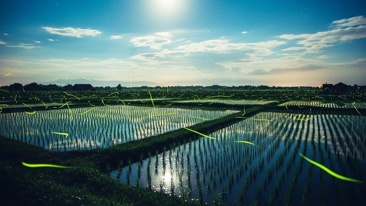 Nighttime Chill Lofi Melodies Floating Over Rice Fields Bringing Deep Comfort And Warm Stillness