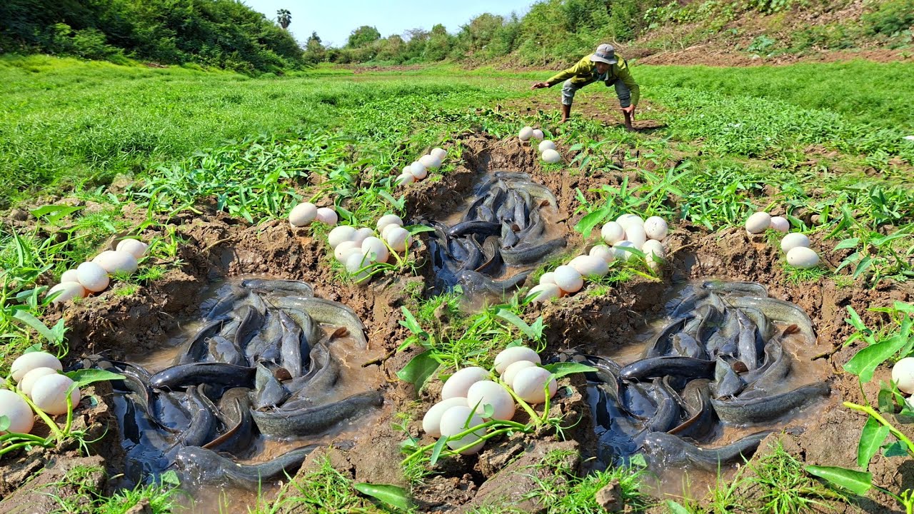 best video, catch a lot of fish in water and pick duck eggs in rice field by hand