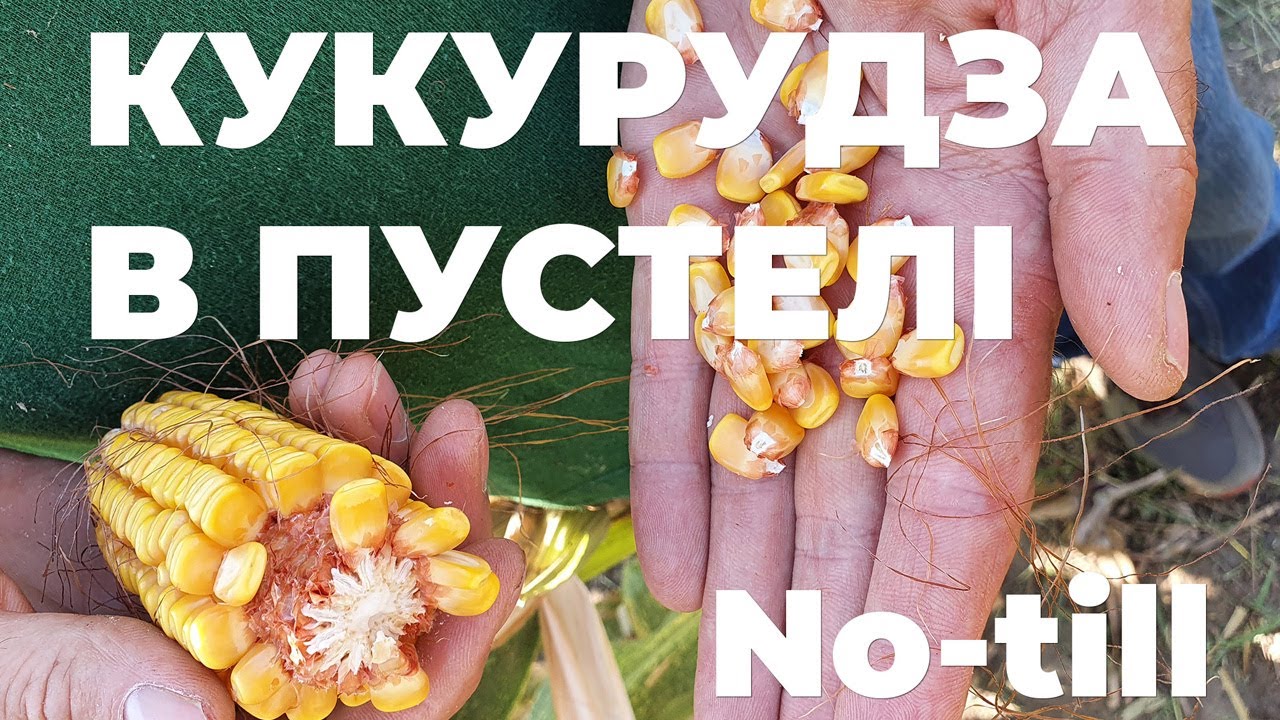 Кукурудза в пустелі. No-till кукурудза