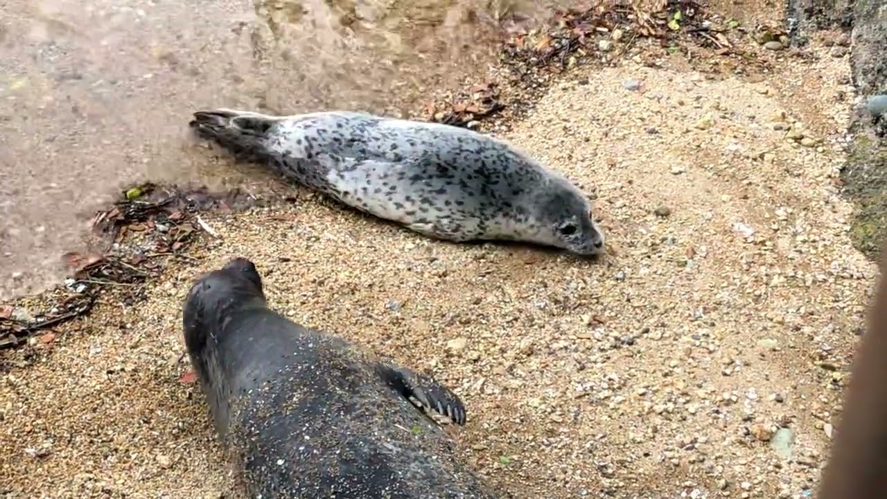 伊豆三津シーパラダイス　適度な距離感のアザラシ親子