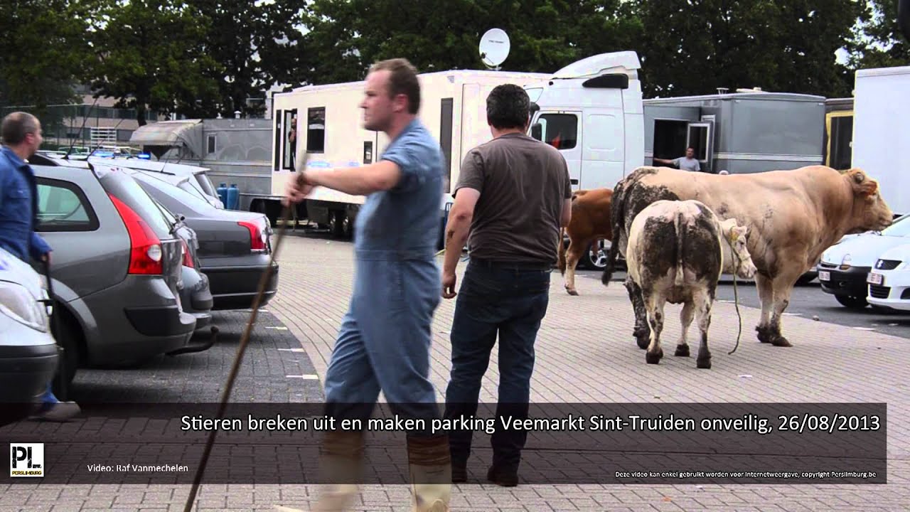Stieren breken uit
