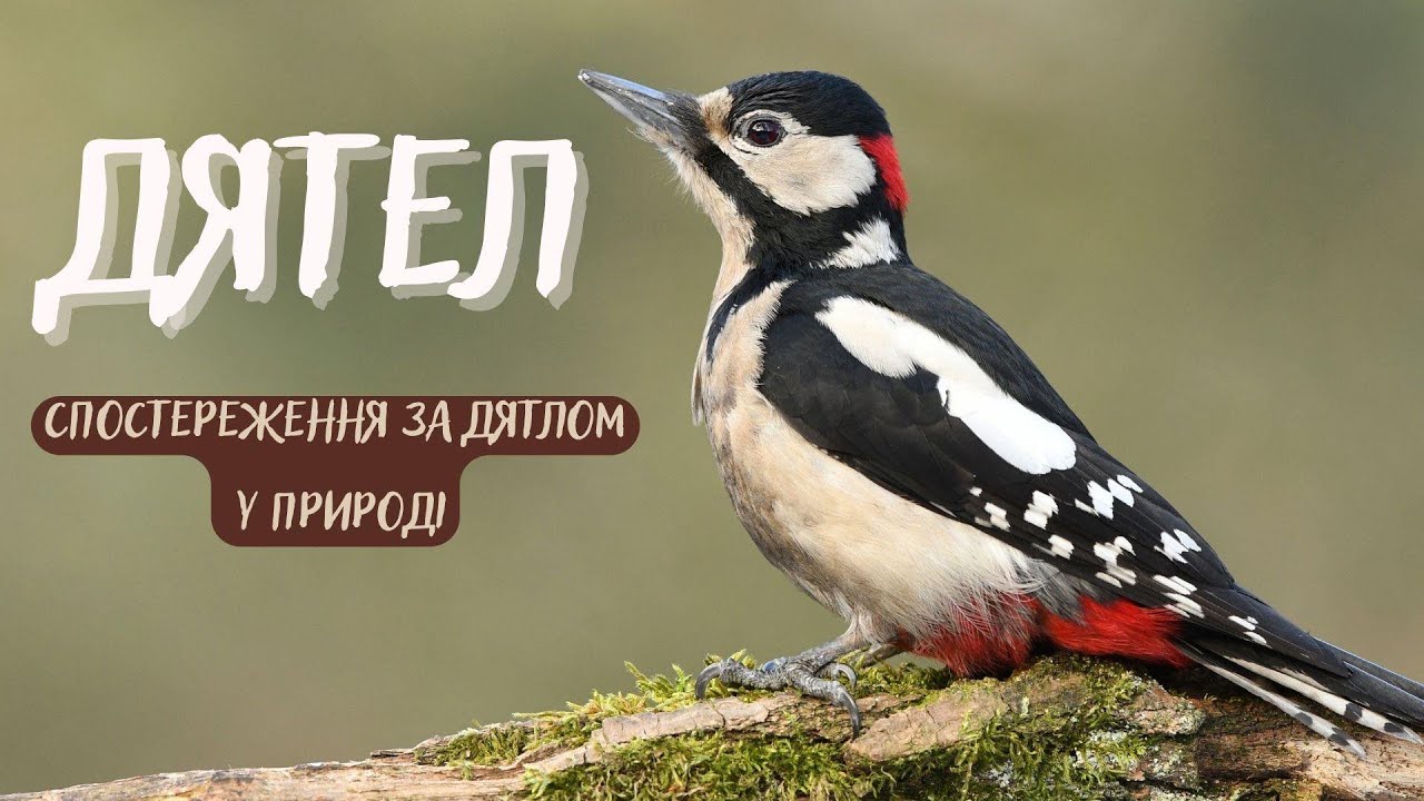 Дятел🐦‍⬛Спостереження за дятлом в природі. Розповідь для дітей