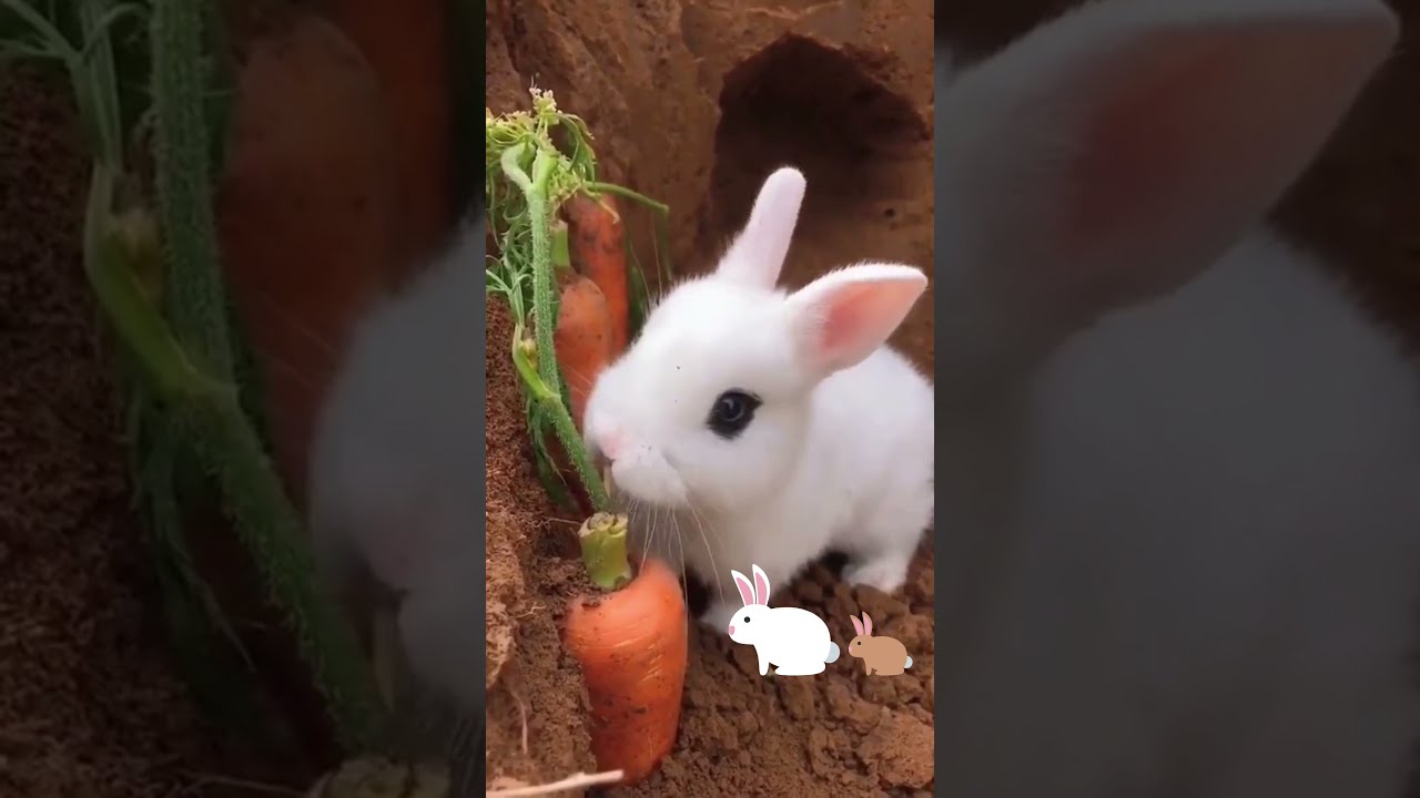 Cute Baby Bunny Eat Fruit 🐰💚🍉🍍🍓🍇🌶 🐰