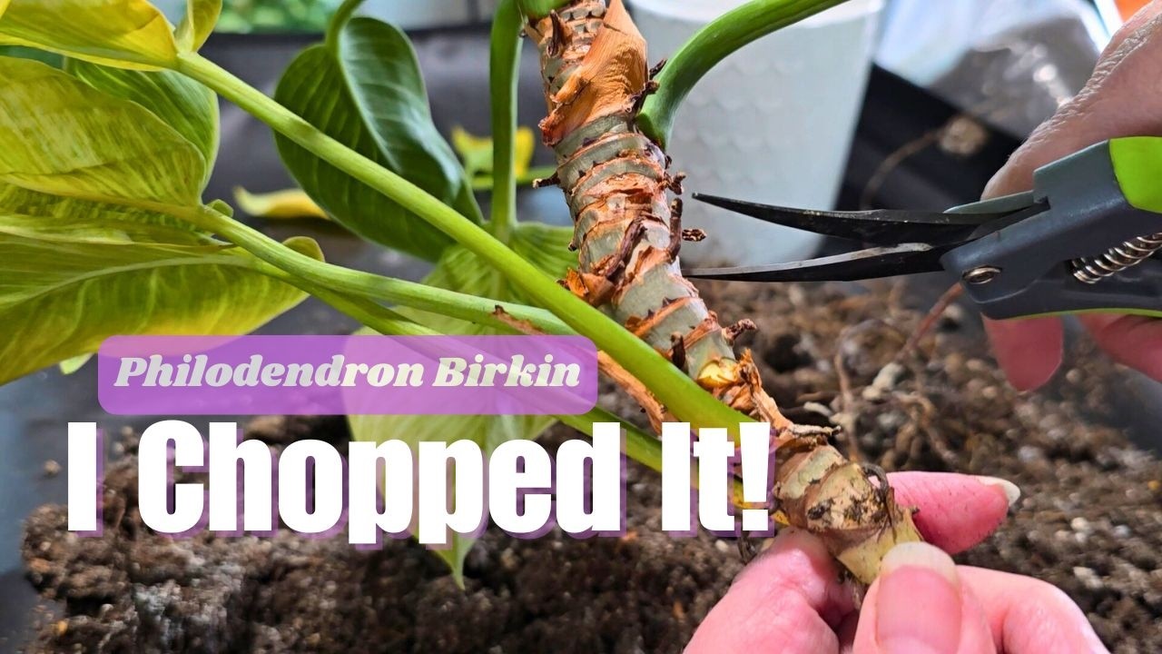 My Birkin Plant Is In Trouble - Repot or Propagate? This Is What I Did.