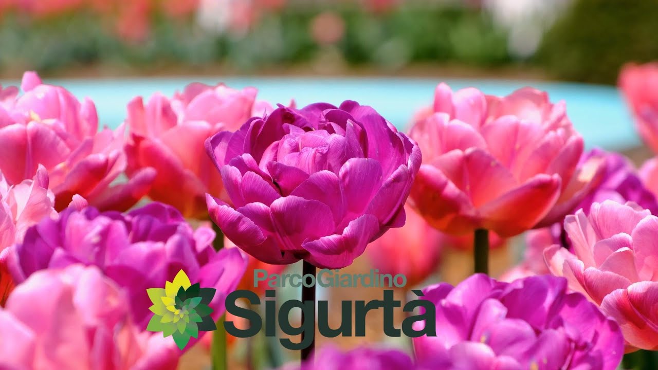 IL RICCO CALENDARIO EVENTI DEL PARCO GIARDINO SIGURTÀ 2024