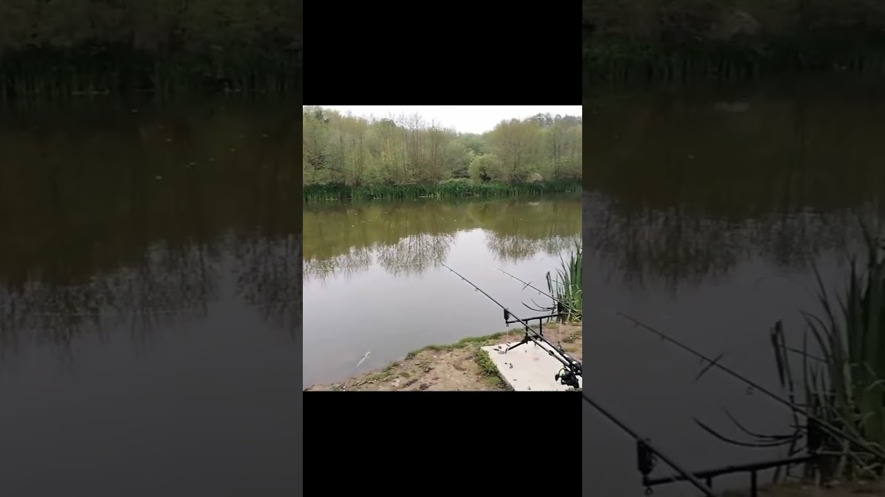 Mason's lake at Darenth Fishing Complex #fishing #freshwaterfishing  #lake