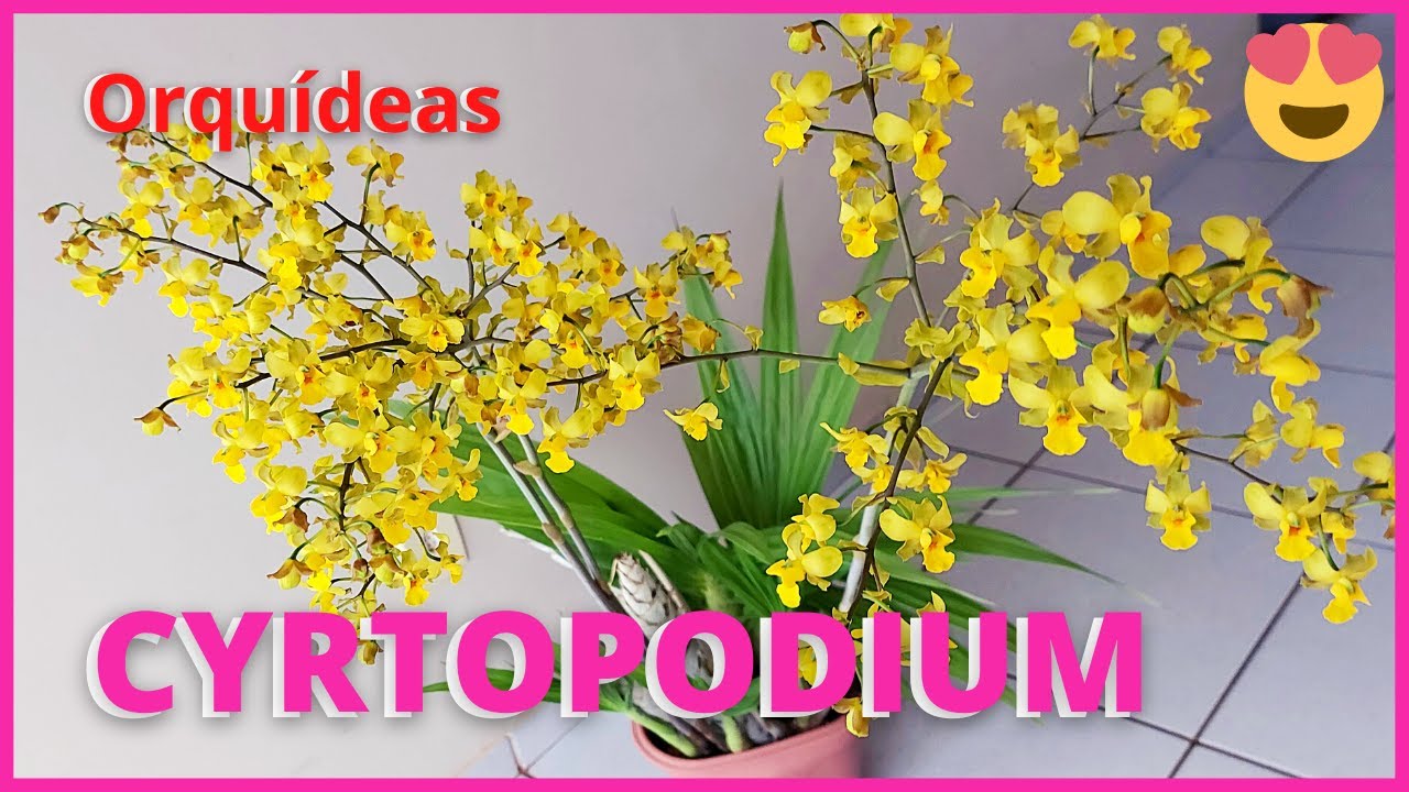 ORQUÍDEA CYRTOPODIUM | Floração e dicas de Cultivo dessa espécie de orquídea brasileira 🥰🌸