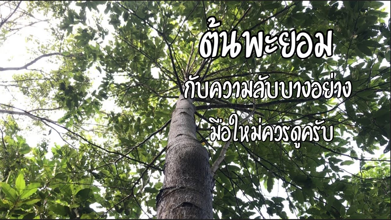 ต้นพะยอมสุดยอดไม้น่าปลูก กับความลับบางอย่าง มือใหม่หัดปลูกควรดูครับ [ดินแดนแห่งเสรีภาพ]