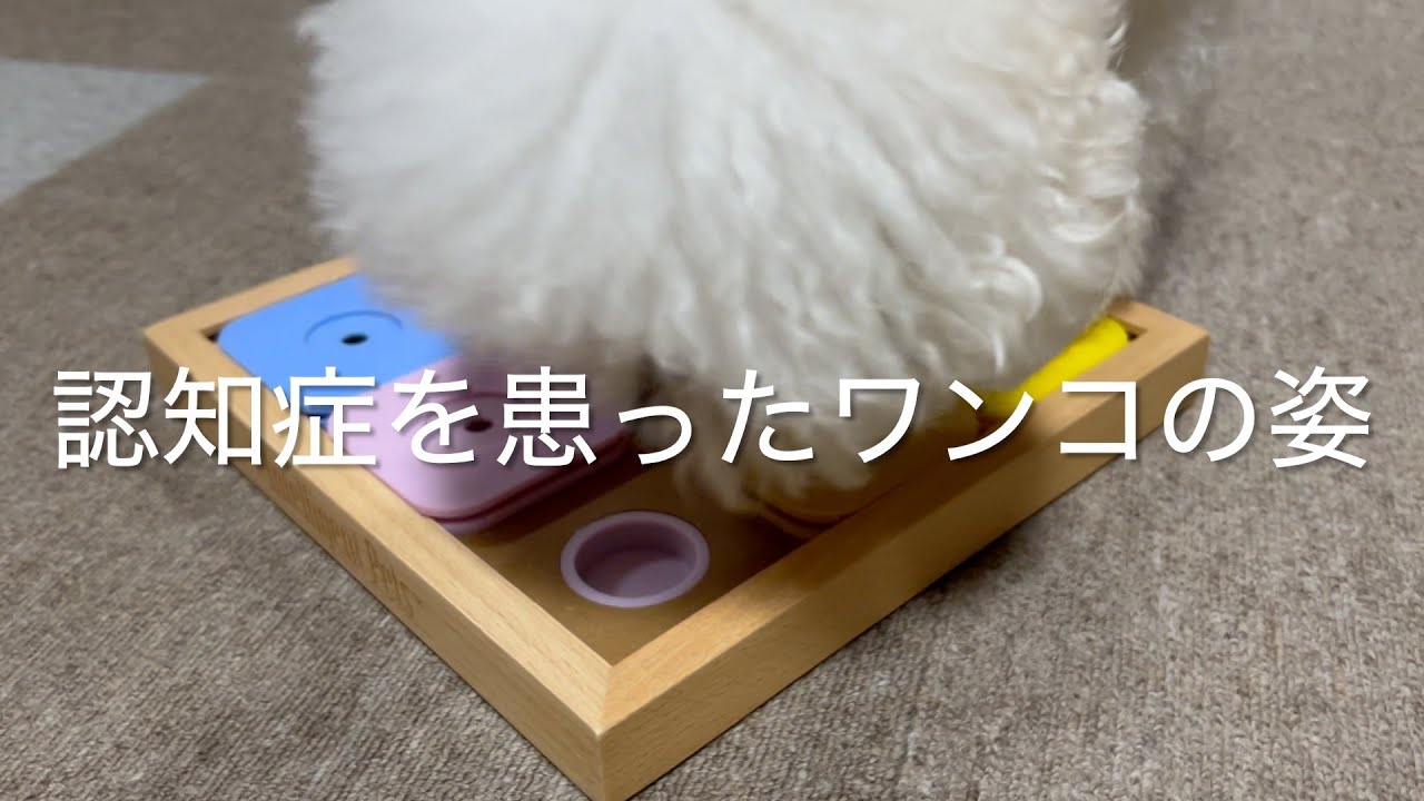 #25 『認知症を患ったワンコの姿』