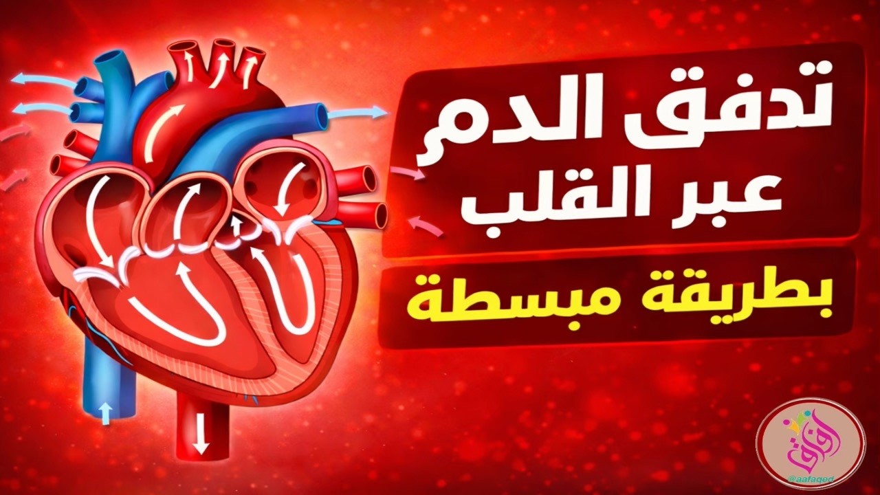 عملية تدفق الدم عبر القلب | مم يتكون القلب ؟ | ما دور الاوردة و الشرايين في نقل الدم