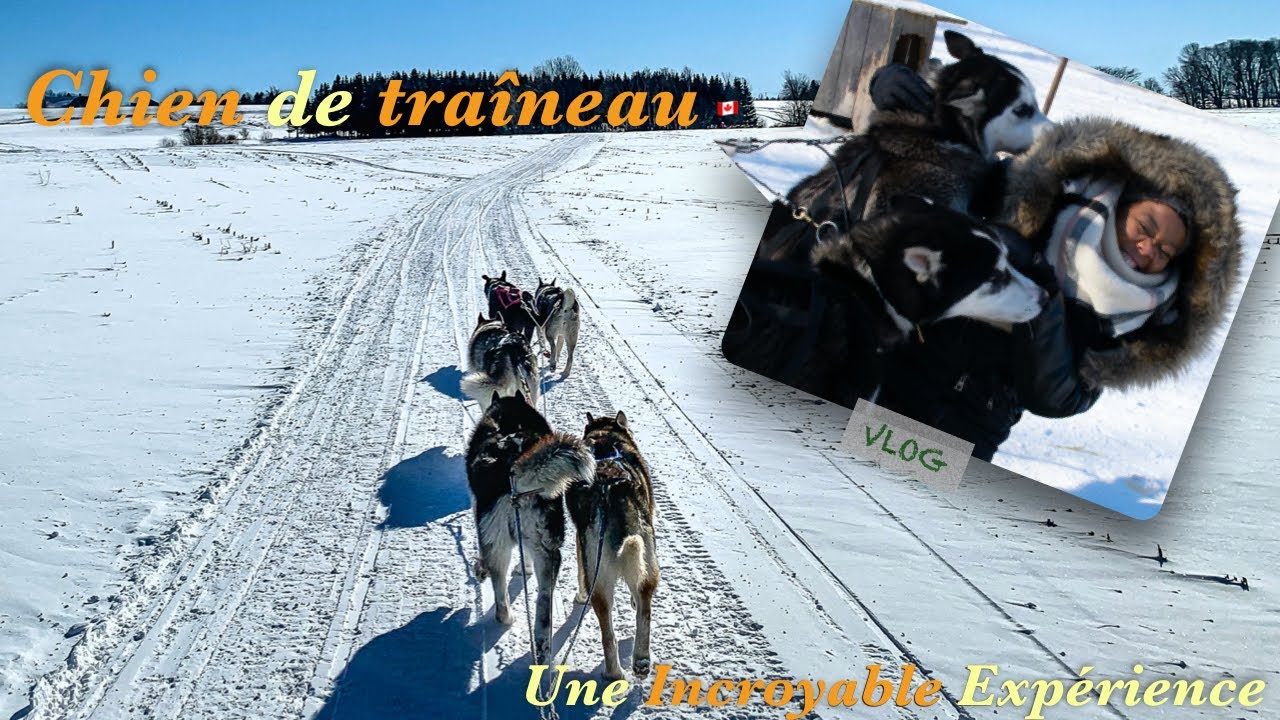 [Vlog 🇨🇦] - Une activité d'hiver - Je fais du chien de traineau || Québec