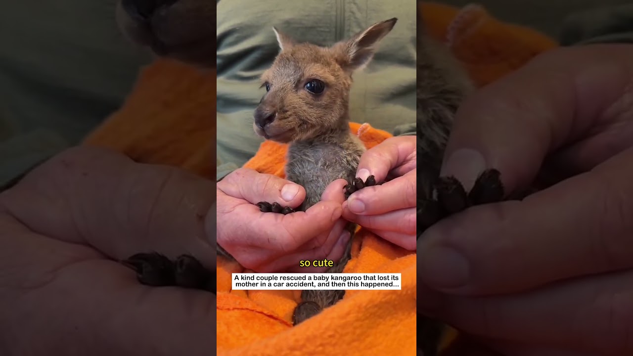 Baby kangaroo rescued #animals #wildliferescue #lovestory #wildlife #cute#kangaroo #rescue