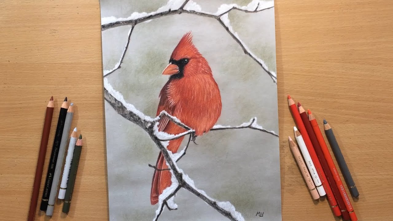 Cardinal Drawing in Colored Pencil
