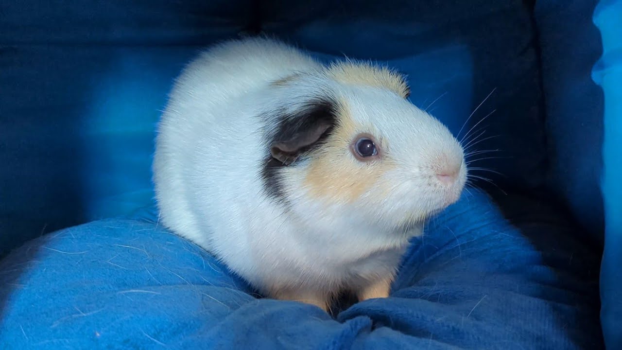 Peanut The Grump Just Wants To Sleep 