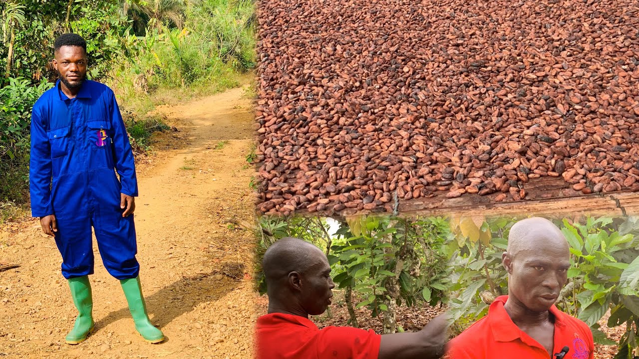 The Education officer with Huge Cocoa farm at Akyem Sekyere