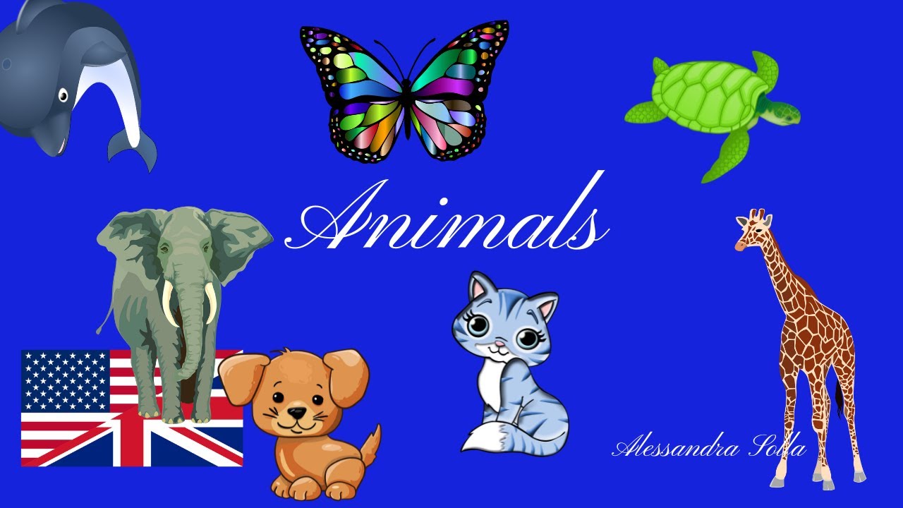 Lesson 24 - ANIMALS - Animali