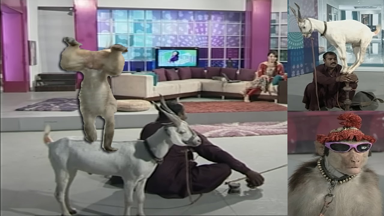 Street Entertainer - Monkey / Goat perform some special Tricks | Lifeskills TV
