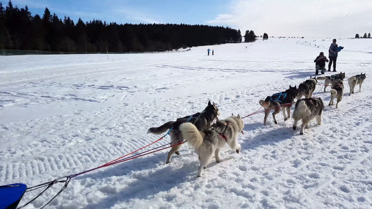 Schlittenhunderennen Neustadt am Rennsteig 2017