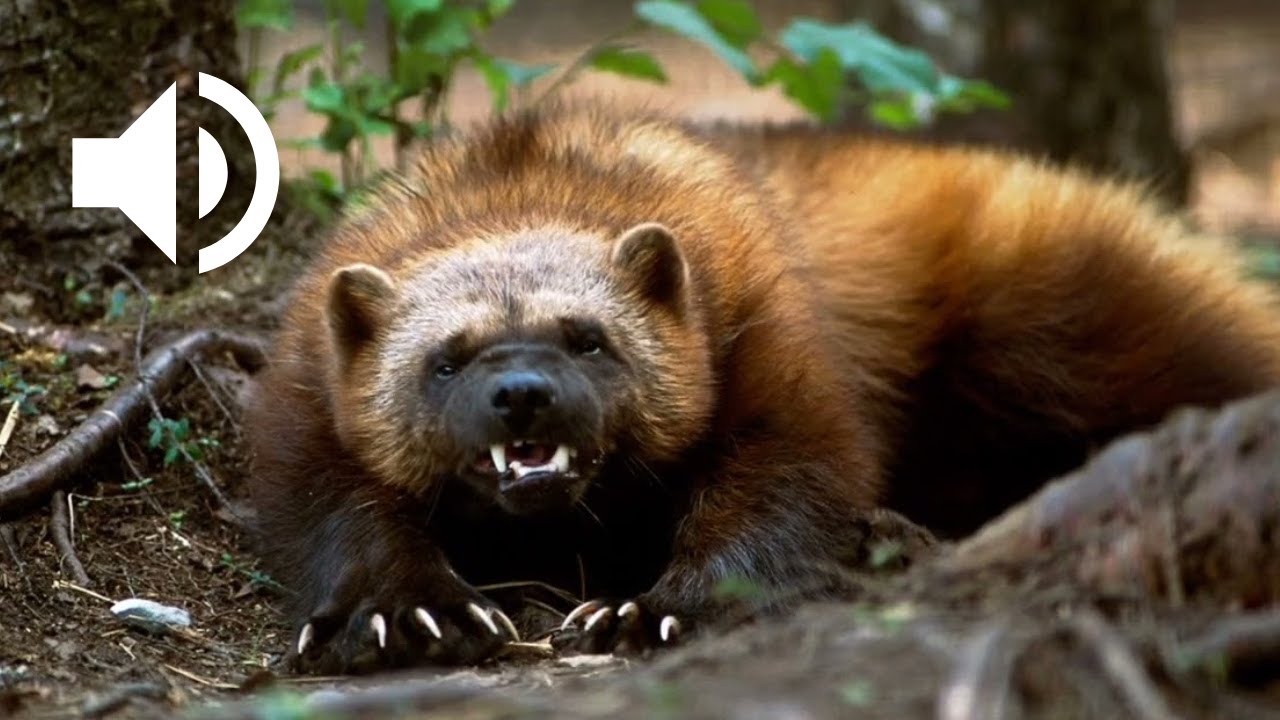 Le Cri Puissant du Carcajou | Wolverine sounds
