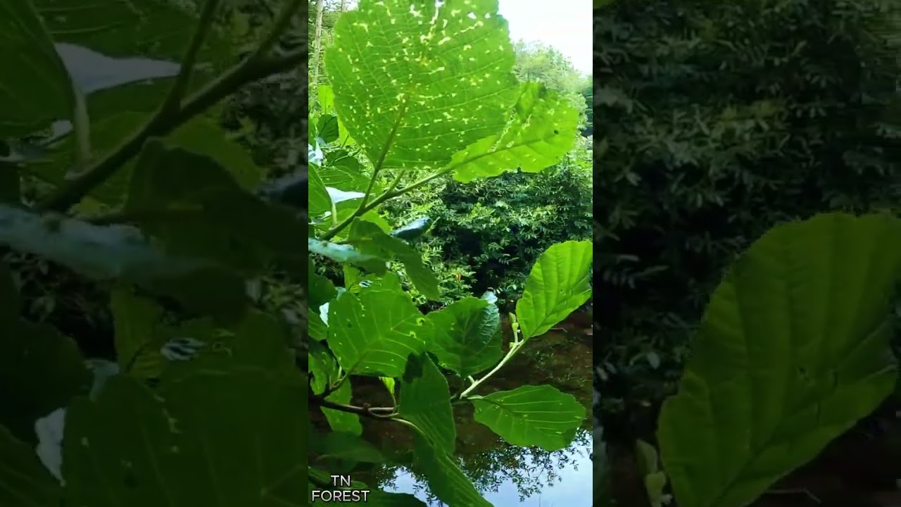 Congo Africa Short #nature #forestsounds #amazon #tnforest